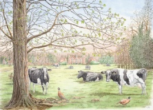 Blickling Hall early spring