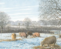 Cattle at Silvergate