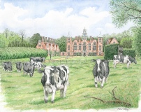 Cows grazing, Blickling
